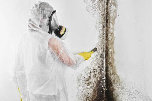 Best Mold Testing  in Philippi, WV