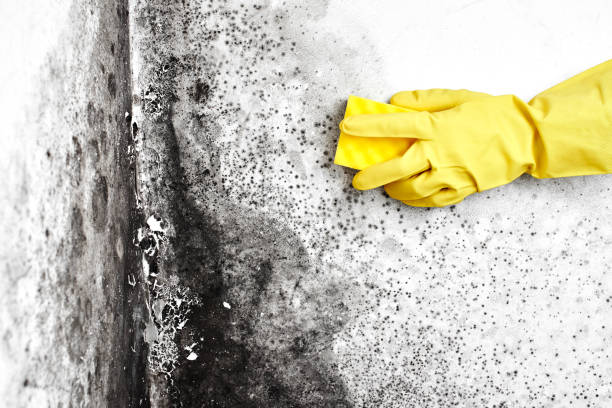 Crawl Space Mold Removal in Philippi, WV