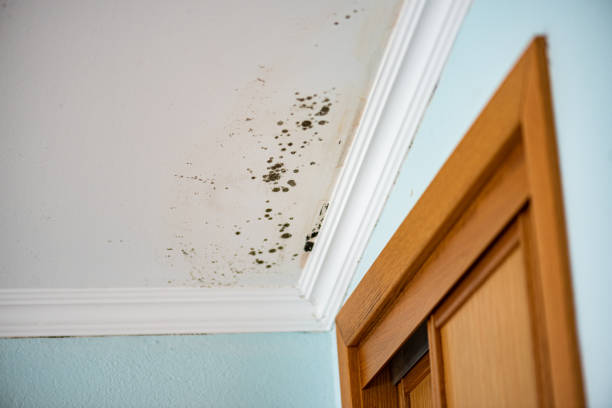Best Office Mold Removal Services  in Philippi, WV