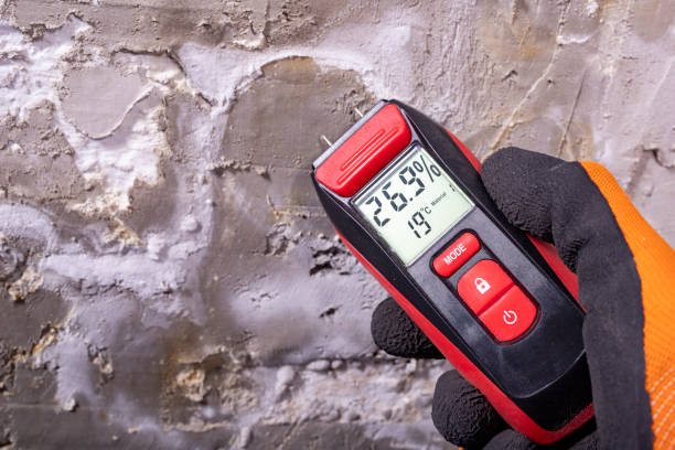 Best Mold Damage Repair  in Philippi, WV