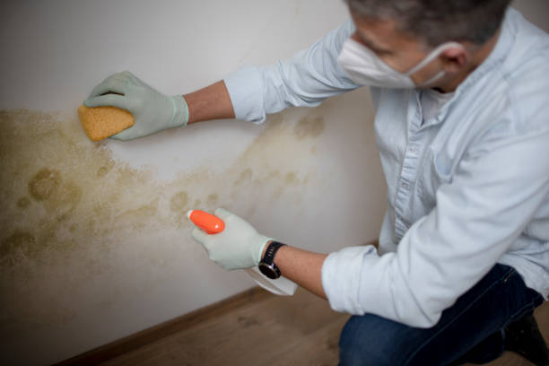 Best Black Mold Removal  in Philippi, WV