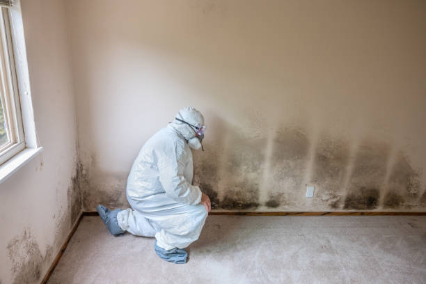 Office Mold Removal Services in Philippi, WV