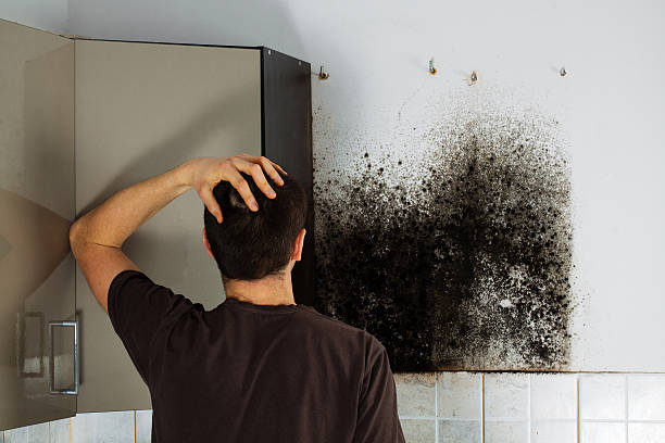 Best Commercial Mold Removal  in Philippi, WV