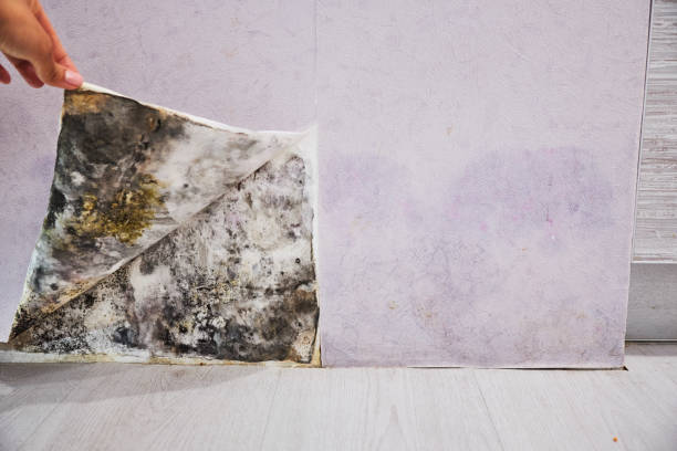 Best Mold Removal Process  in Philippi, WV